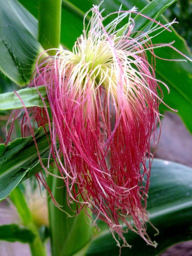 植物必需的营养元素:植物必需的营养元素有哪些？