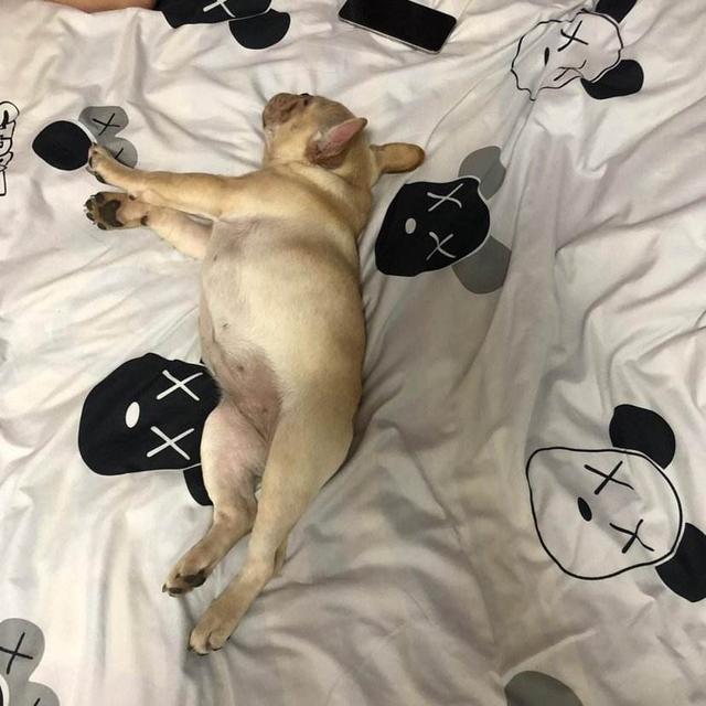 北京宠物狗贝生吉犬的性格特点:养狗会暴露主人的性格吗？不同的狗代表着狗主人的哪些性格？