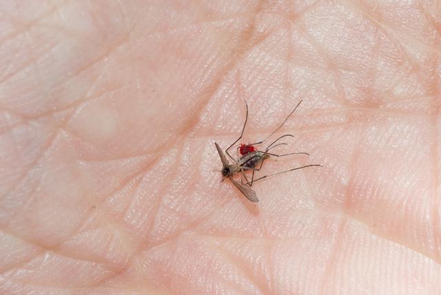 蚊子咬人和血型有关系吗，听说蚊子咬人也要挑血型，这是真的吗