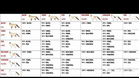 萨凡纳猫几代:刚出生的异国短毛猫贵吗？怎么样？