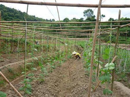 悟空问答 丝瓜疯长但不开花 怎么处理 25个回答