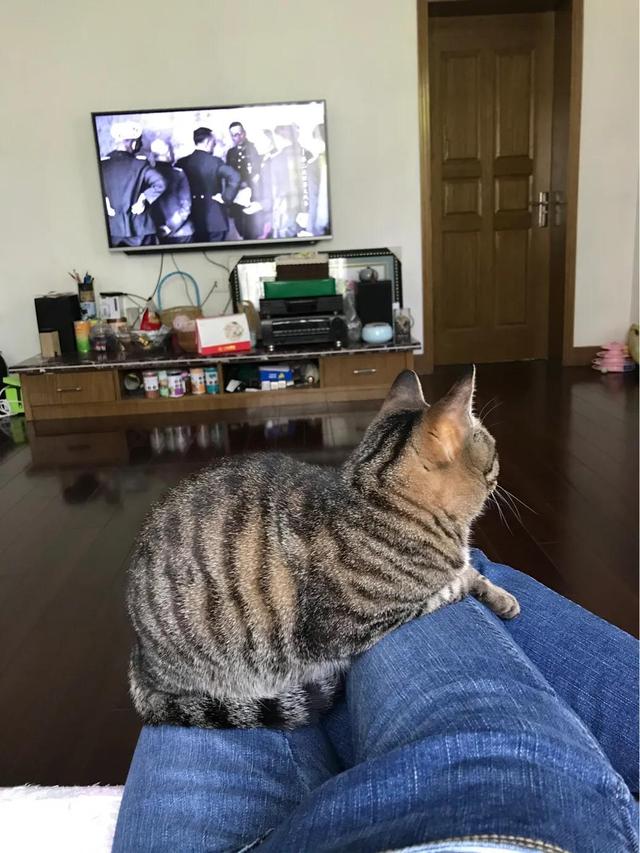 可爱猫咪坐姿:猫咪有哪些少为人知的习性是在你养猫之后才知道的？