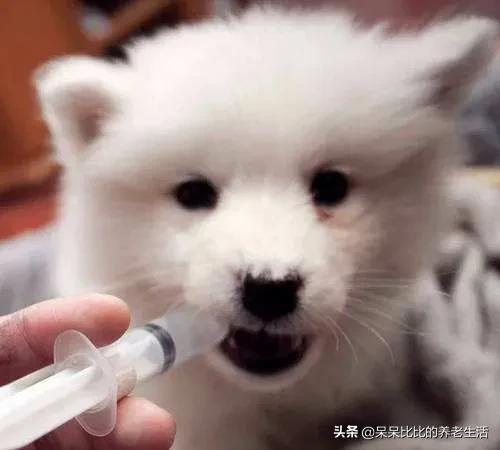 网购369宠物网图片大全:在网上购买活体狗狗时，应该如何选择？注意事项有哪些？