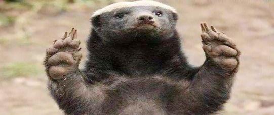 "平头哥"蜜獾为什么谁都不怕,这么彪悍?