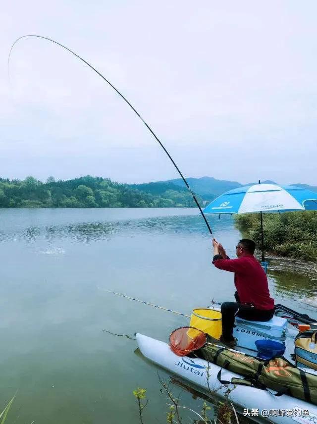 通心粉鼠对温度的要求:几百公里的河流主河道上怎么钓草鱼和鲤鱼？