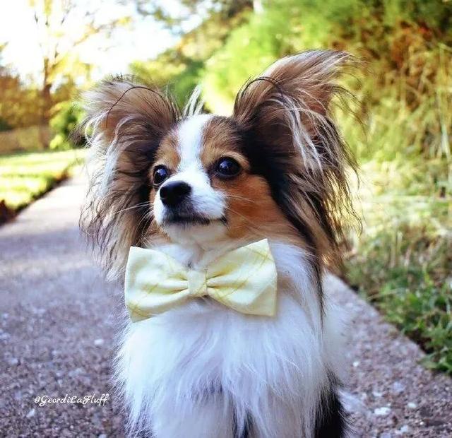 短毛蝴蝶犬图片:100块买的小狗，老板也不知道是什么狗，有谁知道？值不值？