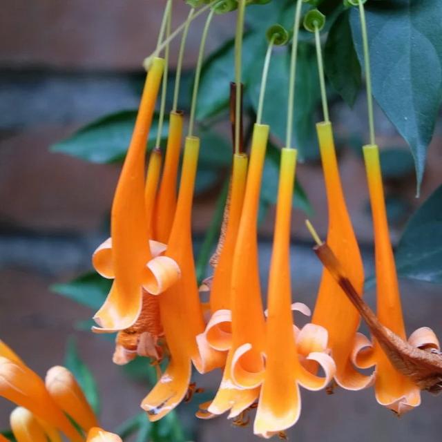 炮仗花:炮仗花是一种什么花？为什么感觉在北方地区很少见？