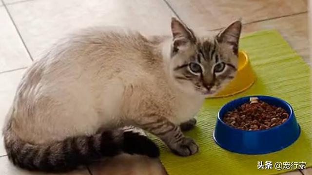 暹罗猫性格跟特点:暹罗猫性格温顺吗 暹罗猫为什么被称作为猫中狗？