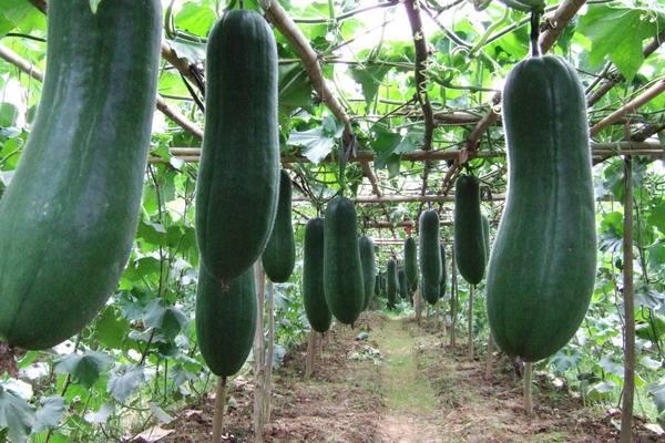 悟空问答 种过南瓜的地第二年可以种冬瓜吗 有何影响 13个回答