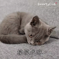宠物健康知识大全:在家里养小动物（狗和猫），应该注意什么呢？
