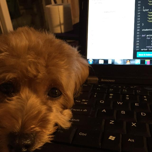 葡萄牙水犬叫什么名字:泰迪犬好养吗？有什么比较常见的缺点呢？