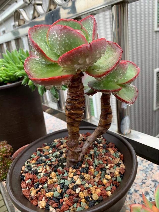 头条问答 夏型种多肉春天和秋天会长吗 10个回答