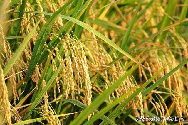 农作物的种类有哪些，三种农作物小麦、玉米和稻谷，你最喜欢种哪个为什么