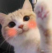 那就养一只布偶猫吧:养只布偶猫好吗？布偶猫有什么缺点？