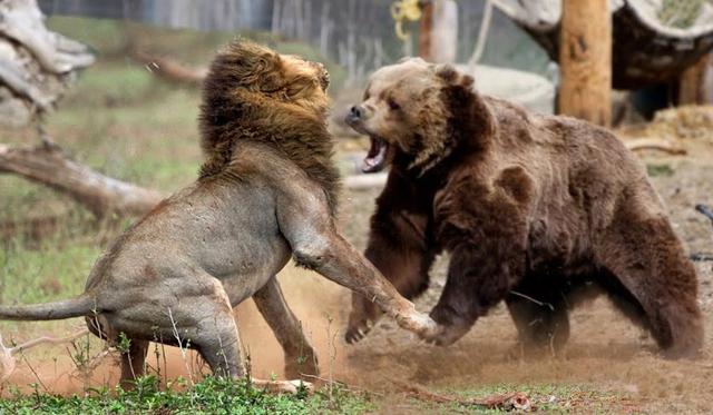 棕熊战斗力什么水平，老虎、棕熊、狮子谁的战斗力更高三者的战斗力分别是谁大于谁