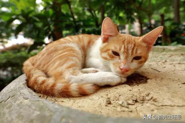小猫跳出来轻轻咬一下腿就跑:如何判断猫咪的表现是在咬你，还是在和你玩？ 小猫半蹲着走路还发出怪叫
