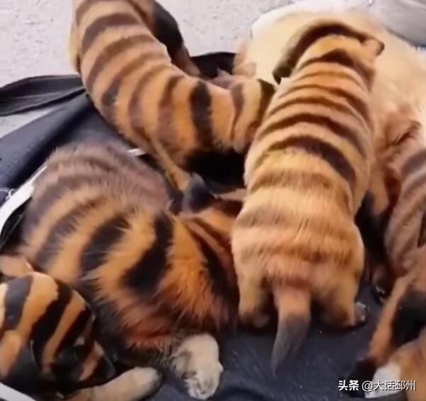 小狗被染成皮卡丘图片:为什么泰迪狗狗会有退色的情况？ 小狗被染成皮卡丘