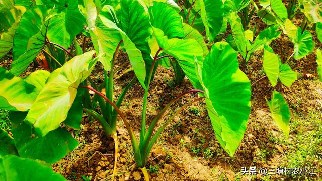花叶芋穿孔线虫病:地瓜病害及防治措施有哪些？