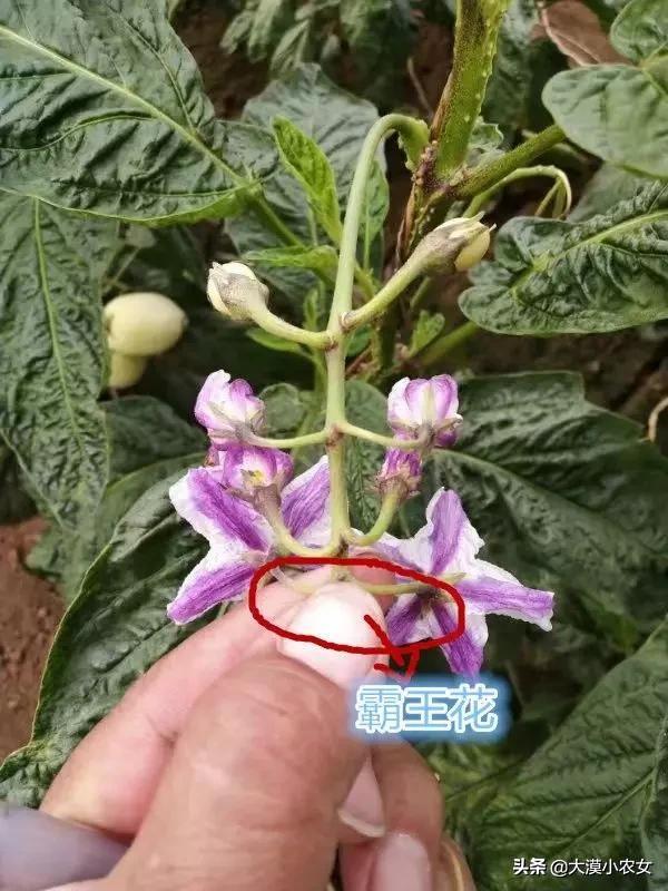 (人参果怎么分高糖低糖)人参果高糖与低糖怎么分?