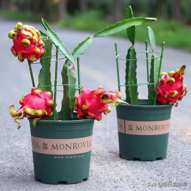 火龙果盆栽需要多高多大的盆?-百科网