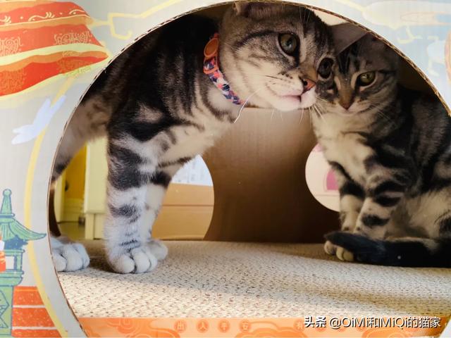人抱着波斯猫的图片:东阳三男子爱猫成瘾，深夜偷猫又亲又抱，你有何看法？