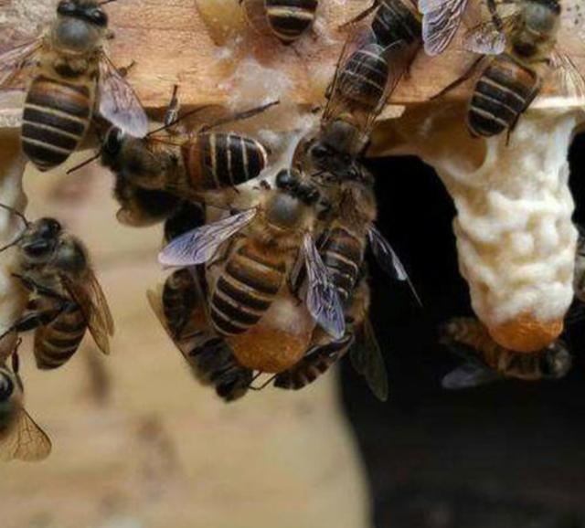 你还知道哪些有关蜜蜂的知识:蜜蜂一般几点到几点分蜂？