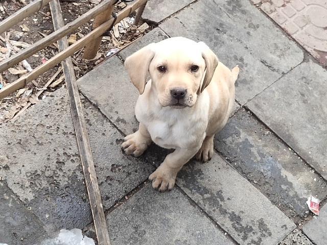 柴犬奇迹物语高清图片:你家狗子做过最暖心的事是什么？