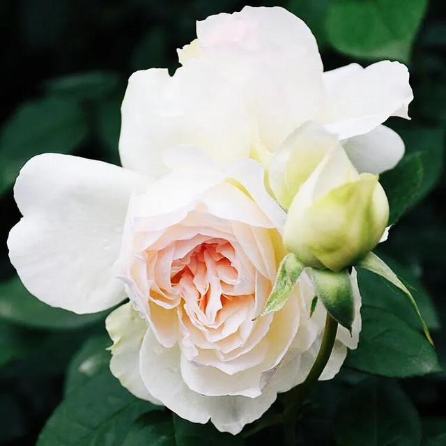 最香的几款月季品种是什么？插图93