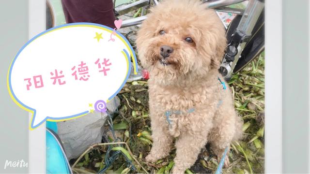 东莞遛狗网:寄存一天宠物狗狗需要多少钱？