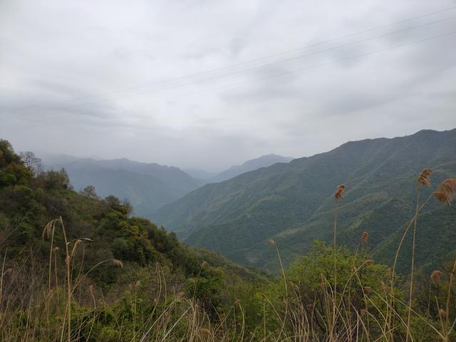 新藤惠美:地里长了许多葛根藤，怎么清除？