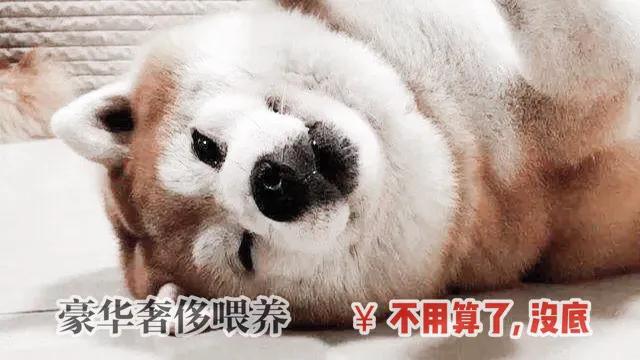 豆柴犬和柴犬哪个贵:养柴犬一个月大约需要花费多少钱？