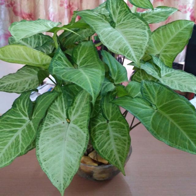 合果芋:合果芋叶片发黄并脱落，是什么原因造成的，有什么好的养护建议？