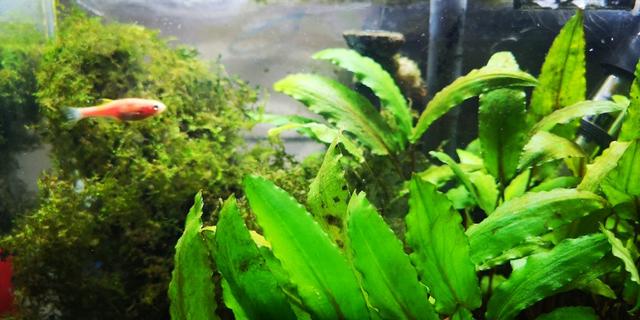 动态金鱼缸屏保:在饲养金鱼的水族箱里，可以铺设底沙或者种植水草吗？