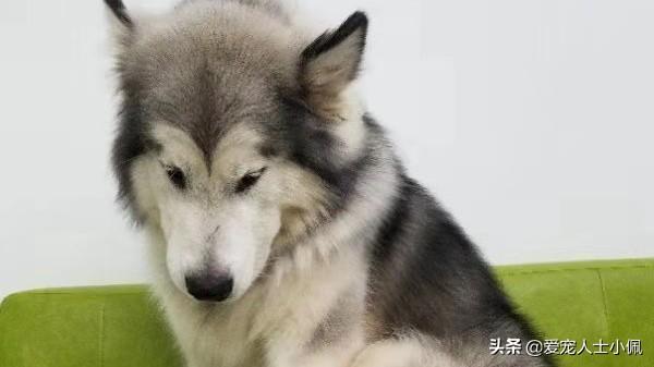 改变世界的犬类:狗是远古人类驯服狼后进化来的，还是狼自身进化而来的？