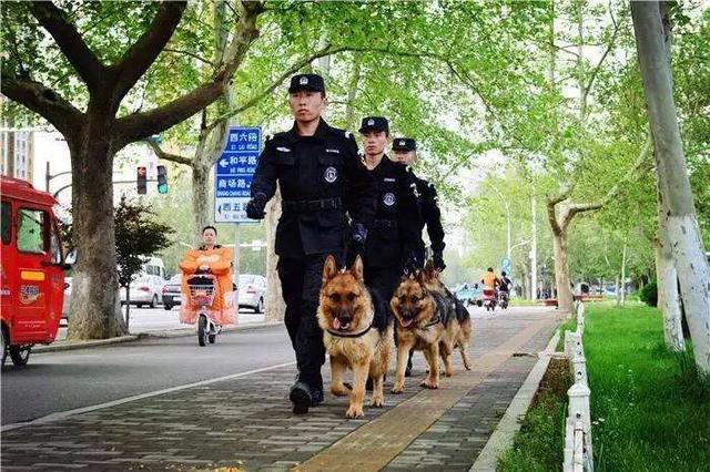 女警犬传说五部曲:青海失联女大学生被发现的时候，为什么只剩下一堆白骨？