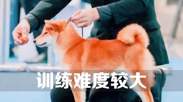 豆柴犬好养吗:网红狗“柴犬”好不好养？