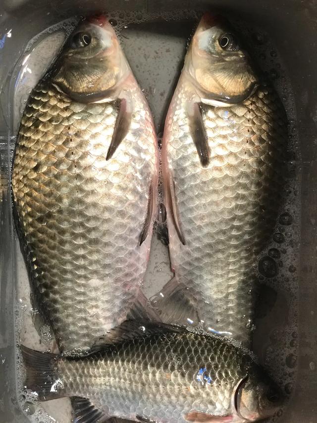 如果一直让它长,鲫鱼能长多大?(60个回答)