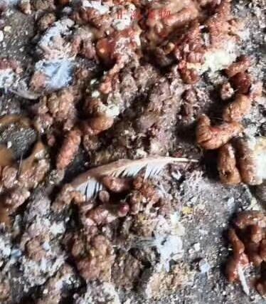 绦虫卵:绦虫卵图片 绦虫节片离开宿主后能存活多久？