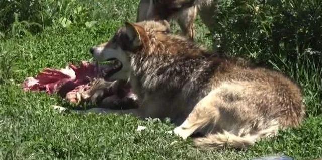 狗和狼的DNA一样吗？插图44