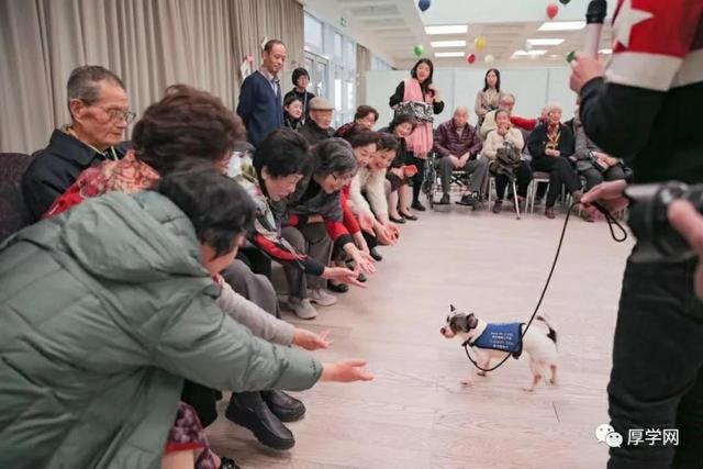 介助犬的遗言高清:治疗狗对焦虑症人群发挥了怎样的作用？