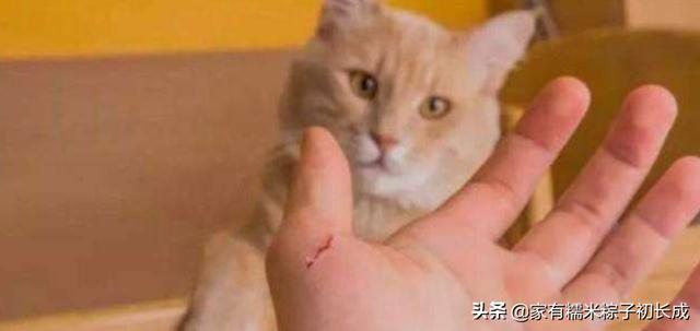 被猫抓伤渗了一点点血打疫苗:被猫抓伤渗了一点点血打疫苗多少钱 被两个月的小猫抓了一下破了，出了一点血，要不要打狂犬疫苗？