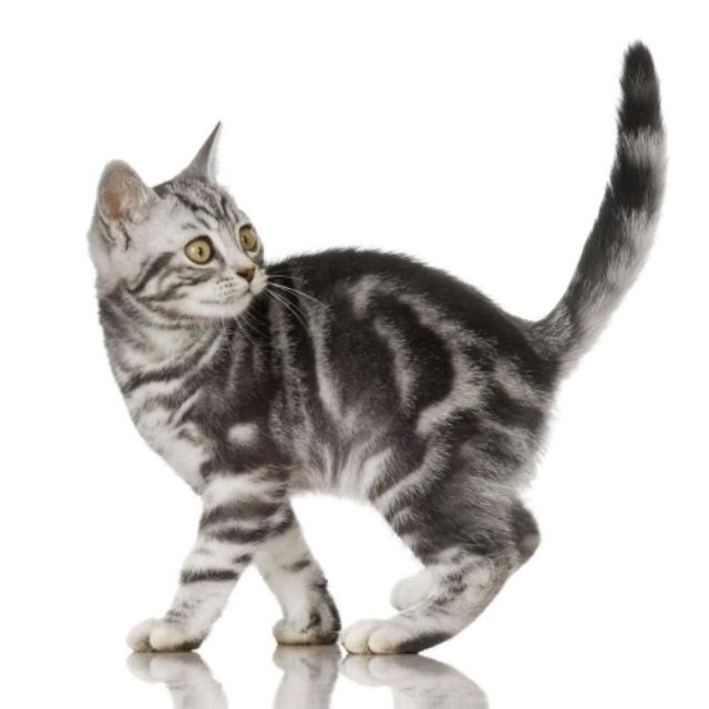 猫咪不乖的作品请:猫咪不乖的全部小说有哪些 我养了一只猫，它很不乖，很凶，我能放弃它吗？