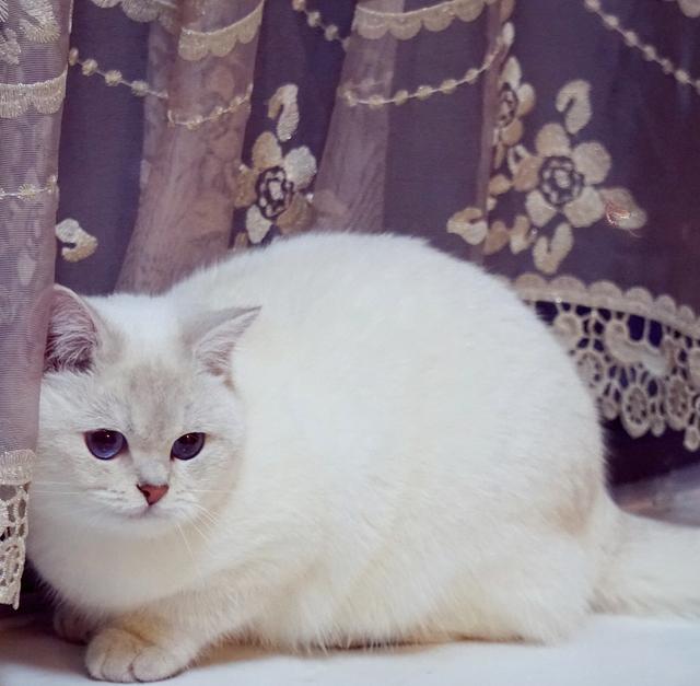 南美林猫的价格行情:银点小猫要多少钱一只，该怎么养？