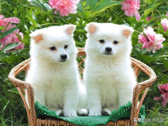 小狗饲养手册:宠物狗应该怎样养才最合适？