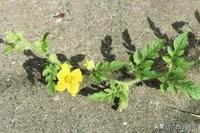 今天农村种什么有不错的行情,或者明年有收益？