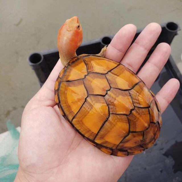 巴西龟能长多大才能下蛋:两斤半的乌龟能下蛋吗？一般什么时候下蛋？