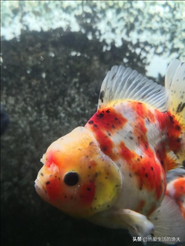 金鱼炸鳞传染其他鱼吗:金鱼可不可以快递？要回家了，可是这养的鱼儿怎么办？