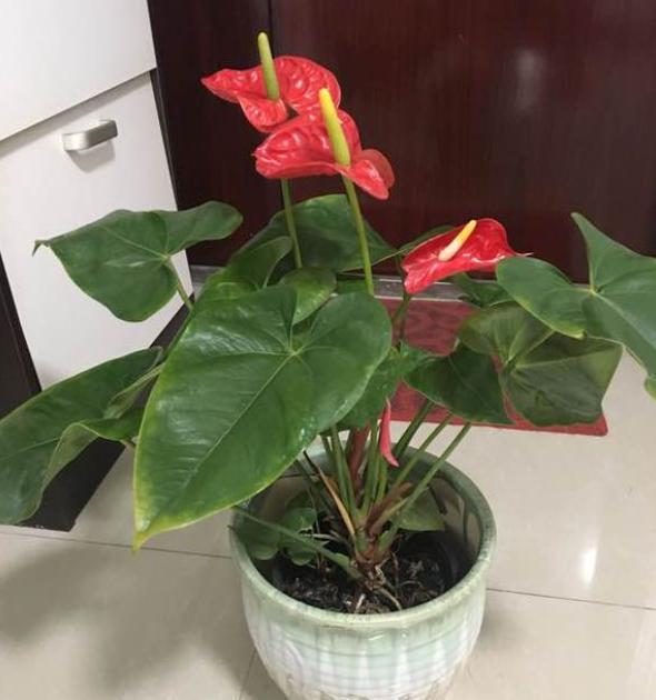 红掌叶子发黄怎么办红掌叶子发黄是怎么回事