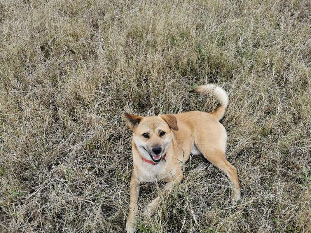 北京犬和京巴犬的区别:中华田园犬和宠物狗，区别在哪？如果是你，你会想养哪种狗？ 北京京巴犬多少钱一只