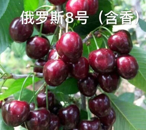 俄罗斯8号大樱桃怎么样,适合大面积种植吗？